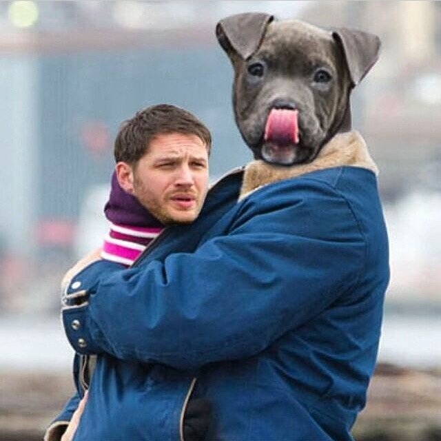 Медаль марии дикин воинская награда для животных. Офицер роб и его собака. Том харди с собакой. Восточно-европейская овчарка на службе. Офицер роб и его собака.