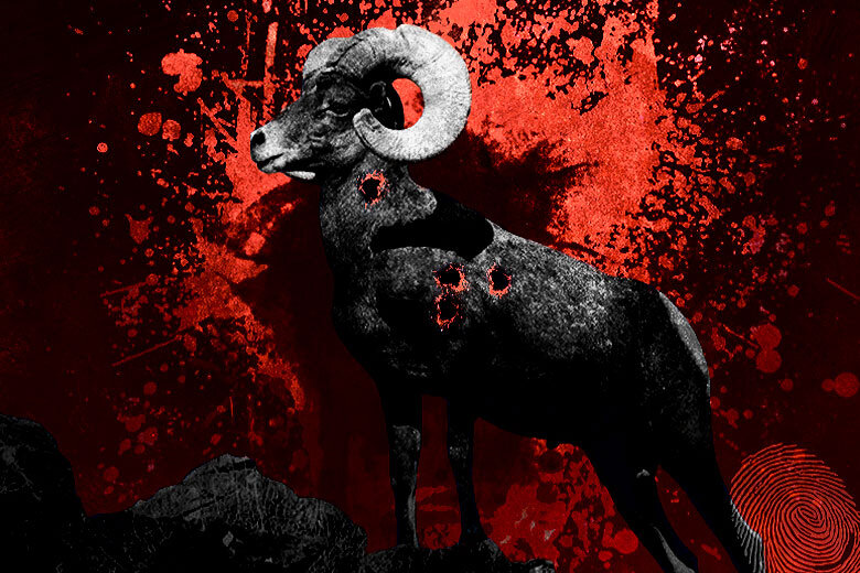 «Клуб горных охотников» считает запрет на отстрел краснокнижных баранов провокацией Фото: Преступная Россия