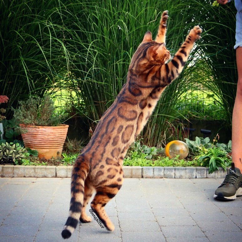 Тор — бенгальский кот с головой тигра и телом леопарда. ФОТОрепортаж