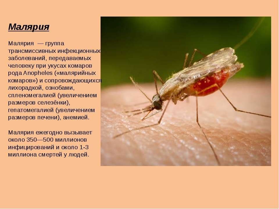 Малярия презентация инфекционные болезни