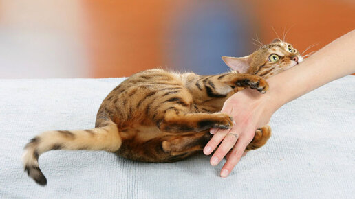 Ветеринарное вмешательство