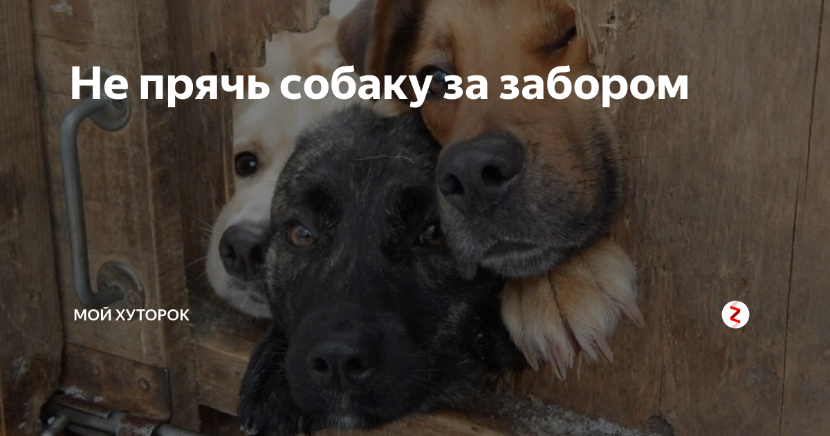 Не прячь собаку за забором | Мой Хуторок | Дзен