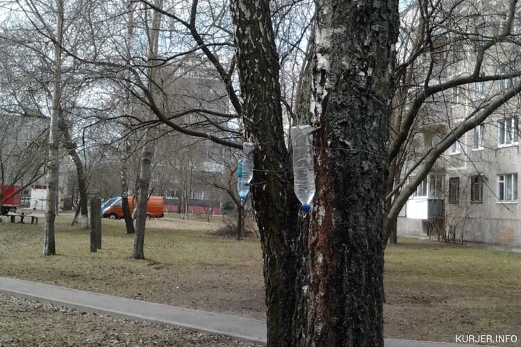 5 апреля 2018 года. Факт сбора сока в городе. Двор по ул. Социалистической, 172 в 11-м городке Елена Бадьина