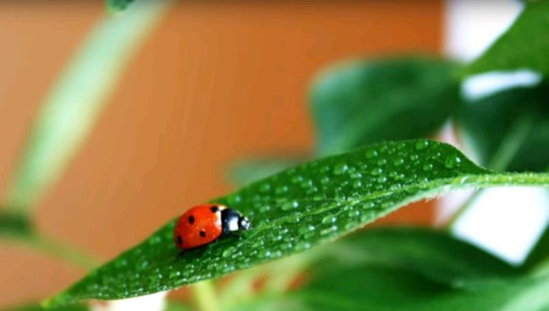 Скриншот с видео. К насекомому в России сложилось благоприятное отношение