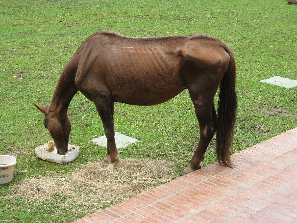 Что делать, если лошадь слишком худая? | Журнал EquineManagement.ru | Дзен