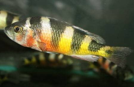  Латынь: Haplochromis obliquidance 

Хаплохромис обликвиденс (Haplochromis "Zebra obliquidens" или Astatotilapia latifasciata). Они же - Королева Виктория, они же "Снегири", они же "Окунек", они же астатореохромис, они же астатотиляпия.  Самая распространенная в аквариумах рыба из озер системы Виктория. 

Тело серебряное, по бокам идут черные полосы, а внизу между ними чередуются красные и желтые полосы. Самцы более красочны и имеют красный цвет на животе (самки не имеют красного цвета вообще). Самки желтые или серебристо-белые с черными полосами. Принимают окраску с 5 см. 

Непритязательны и легки в содержании. Достаточно миролюбивы, на одного самца необходимо 2-3 самки. Становятся агрессивными в период размножения. Икру самки вынашивают во рту. 

Рыба по своей природе не территориальная, но проявляет умеренную злость в нужные моменты. В обиду себя не даёт. Естественно, представителя данного вида не рекомендуем держать вместе с меченосцами, гуппиями и другими ОЧЕНЬ мирными рыбами. 

Требуется еженедельная подмена воды. Примерно 30% от общего литража, pH 7.5-8.5; t=26-27 C. Если соблюдать этот график, то гарантируется отменное здоровье у рыбок и яркий, буквально горящий окрас самцов. 

