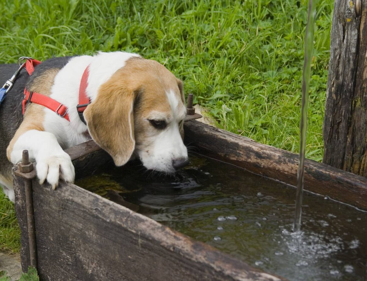Поить животных. Собака пьет воду. Жажда у животных. Собака лакает. Жажда у собаки.