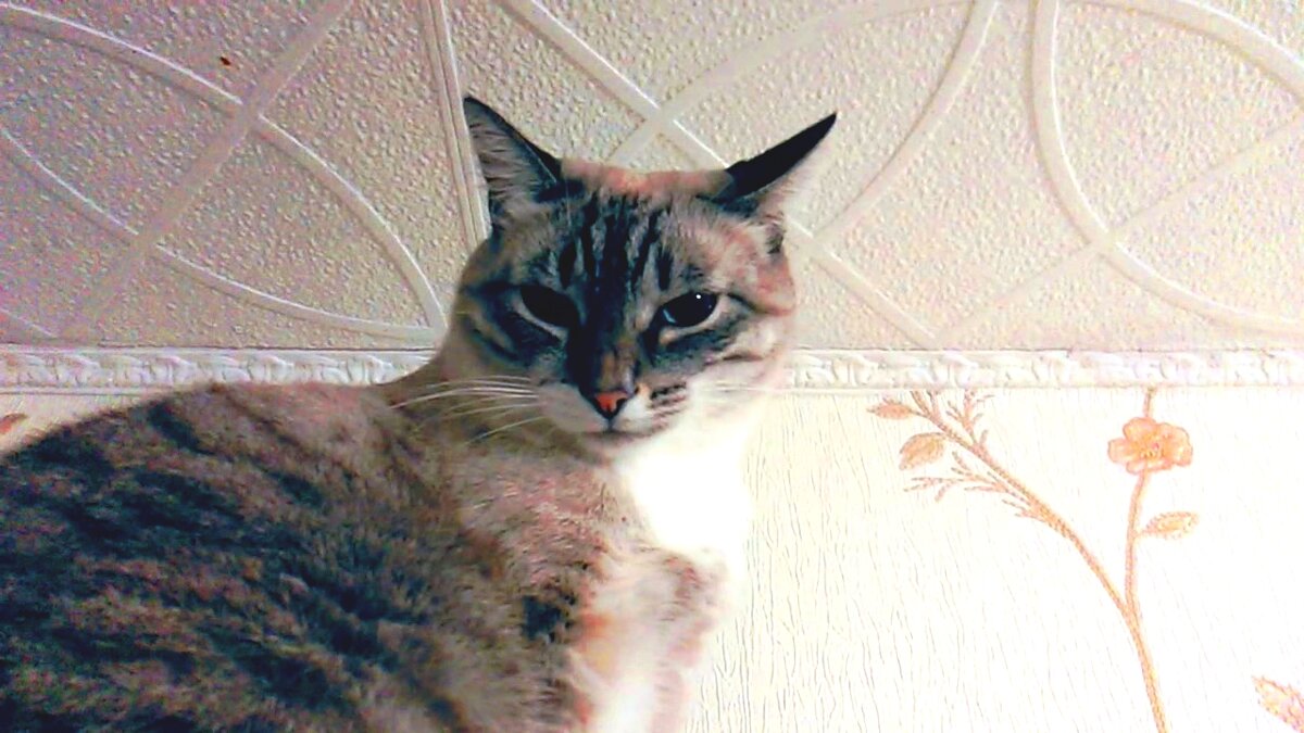 Так смотрит только уверенное в своей полной юридической чистоте животное. 