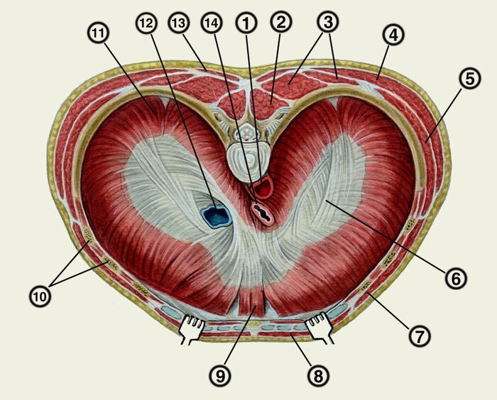 Диафрагма картинки анатомия