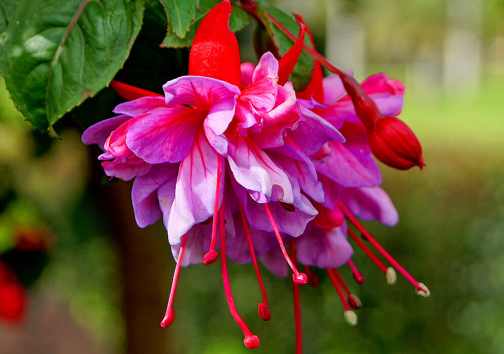 Фуксия гибридная Fuchsia hybrida