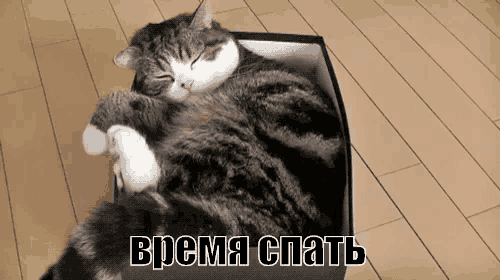 3.Новая игрушка. Когда в доме появляется коробко, кот воспринимает ее, как игрушку. В нее можно запрыгнуть, ее можно погрызть,в ней можно спрятаться