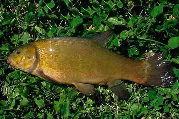 Линь покрыт слизью, поэтому на ощупь он как будто бархатный. Я с детства помню это ощущение на руках, поэтому эта рыба до сих пор вызывает у меня тёплые чувства. Мелких линей я всегда выпускаю, хотя карасиков и карпиков обычно сушу