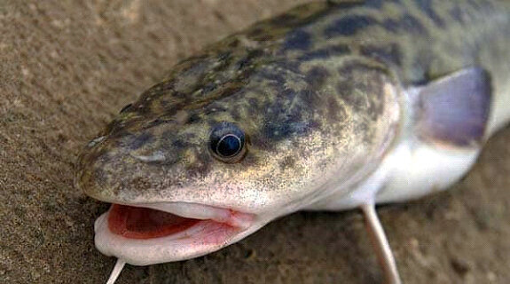 Ловят налима обычно ночью, так как именно в это время суток он наиболее активен. Так как рыба неповоротливая, то только ночью у неё есть шанс поймать добычу