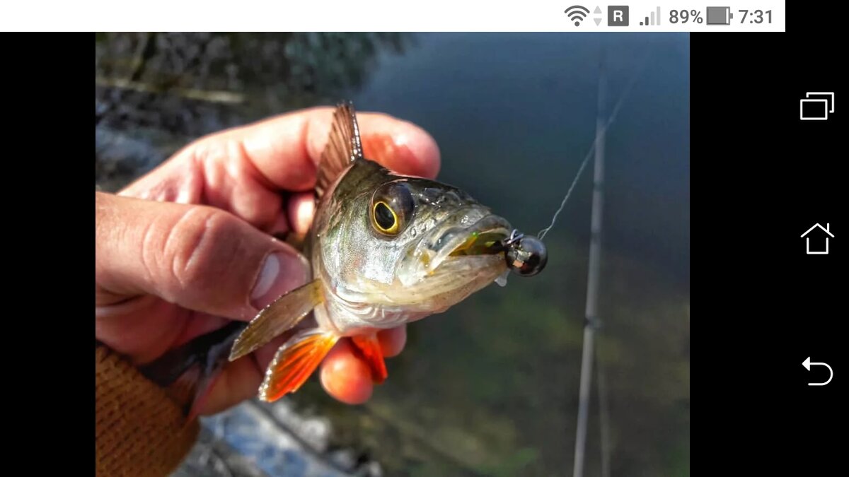 фото простая снасть на окуня, схема и монтаж снасти.