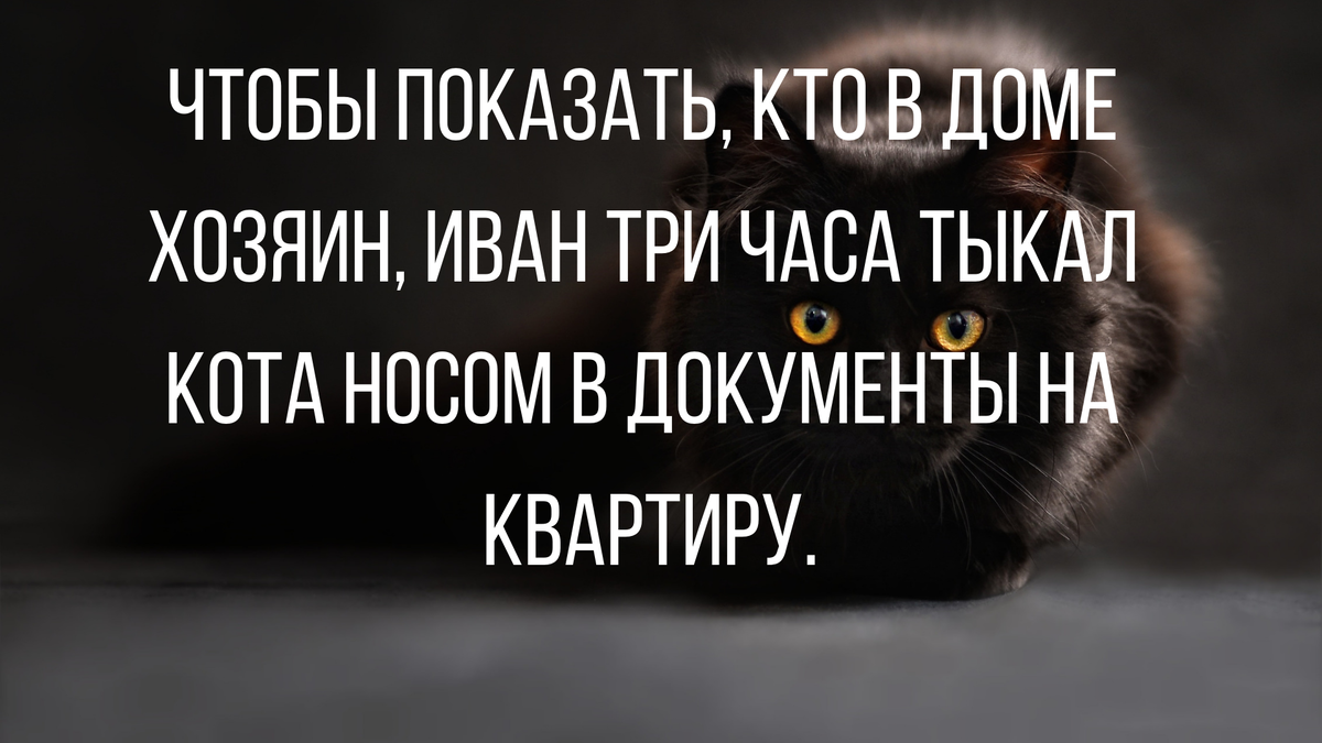 Хозяин 3. Три часа тыкал кота носом в документы на квартиру. Тыкал кота в документы на квартиру. Тыкала кота носом в документы на квартиру. Чтобы показать кто в доме хозяин Иван три часа тыкал.