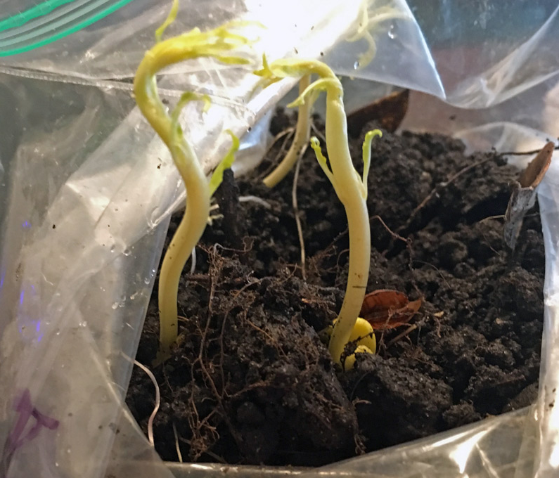 Пророщенная персиковая косточка