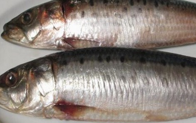 Нежнейшая сардина иваси