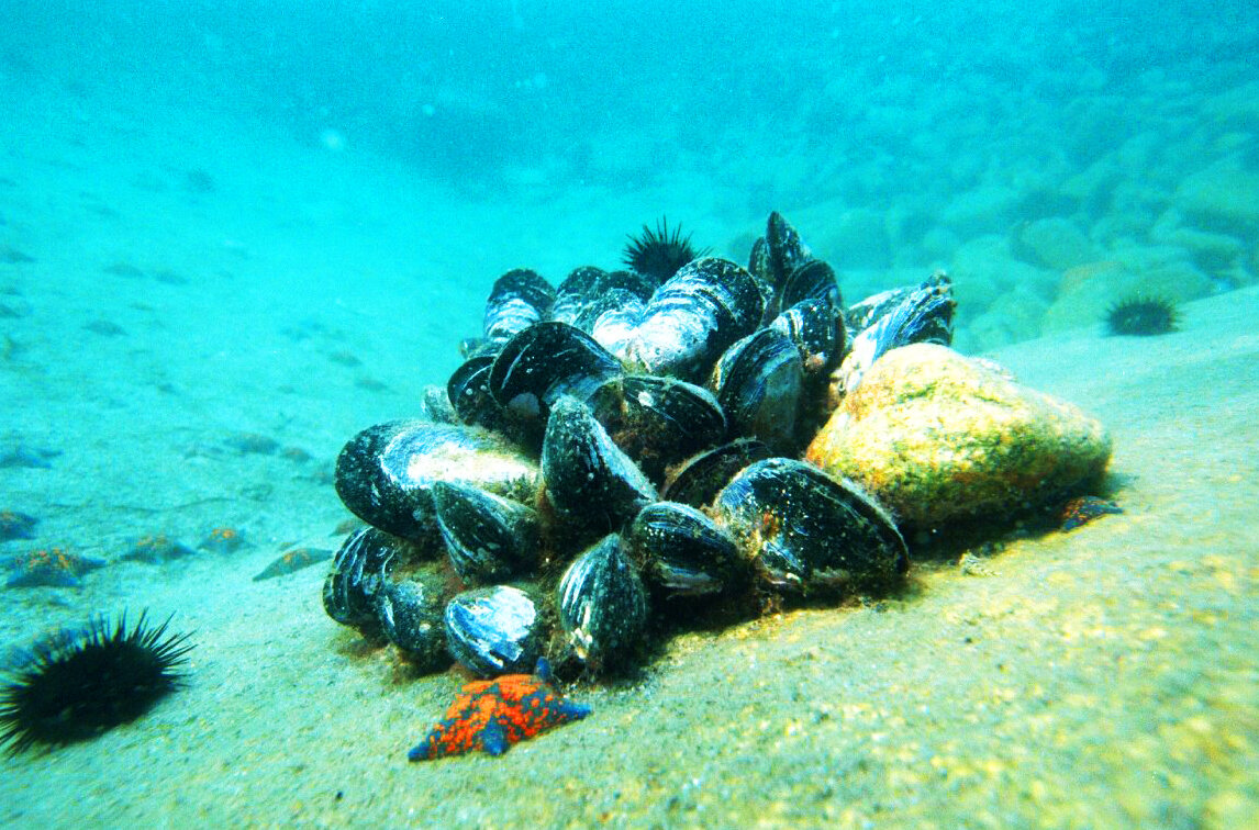 Вот так выглядят наши, приморские, мидии.