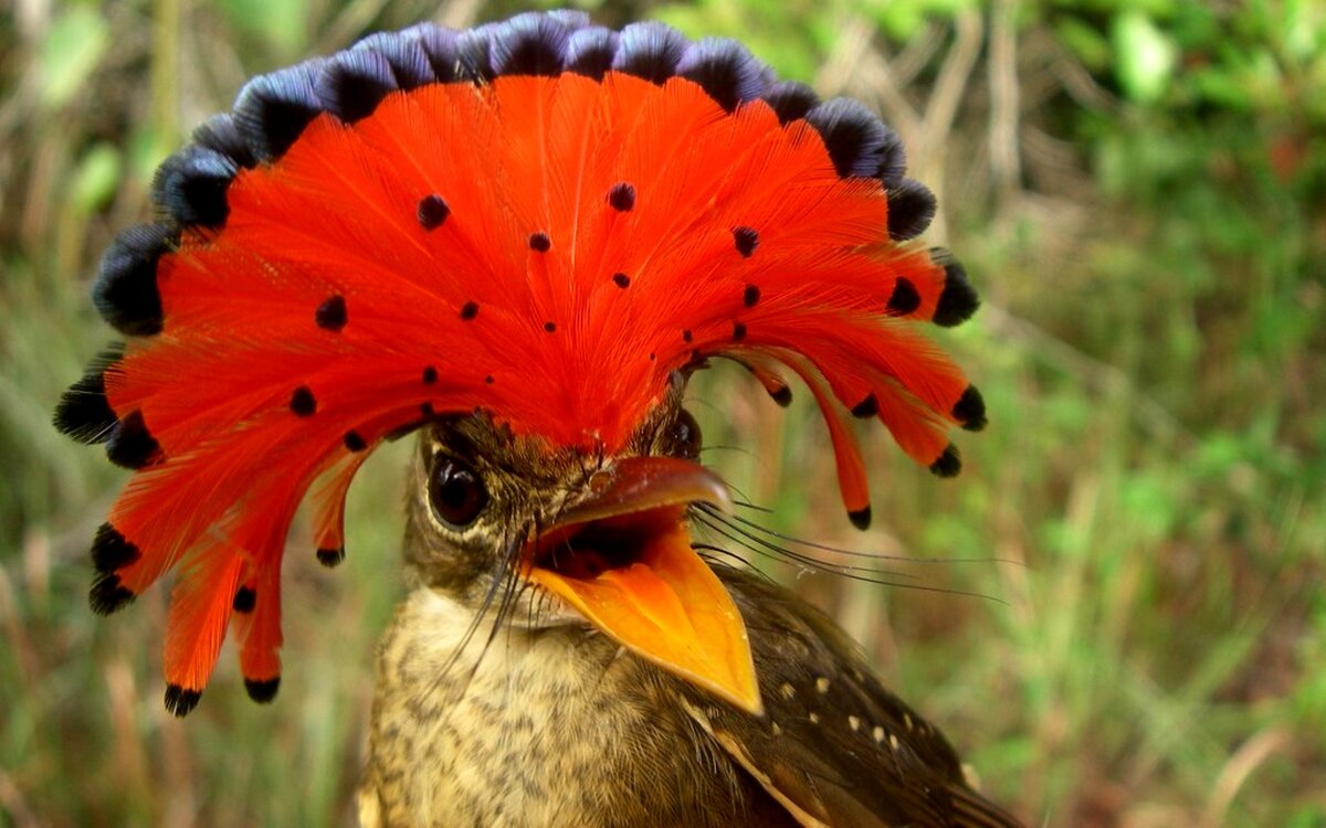 Амазонский венценосный мухоед / Onychorhynchus coronatus