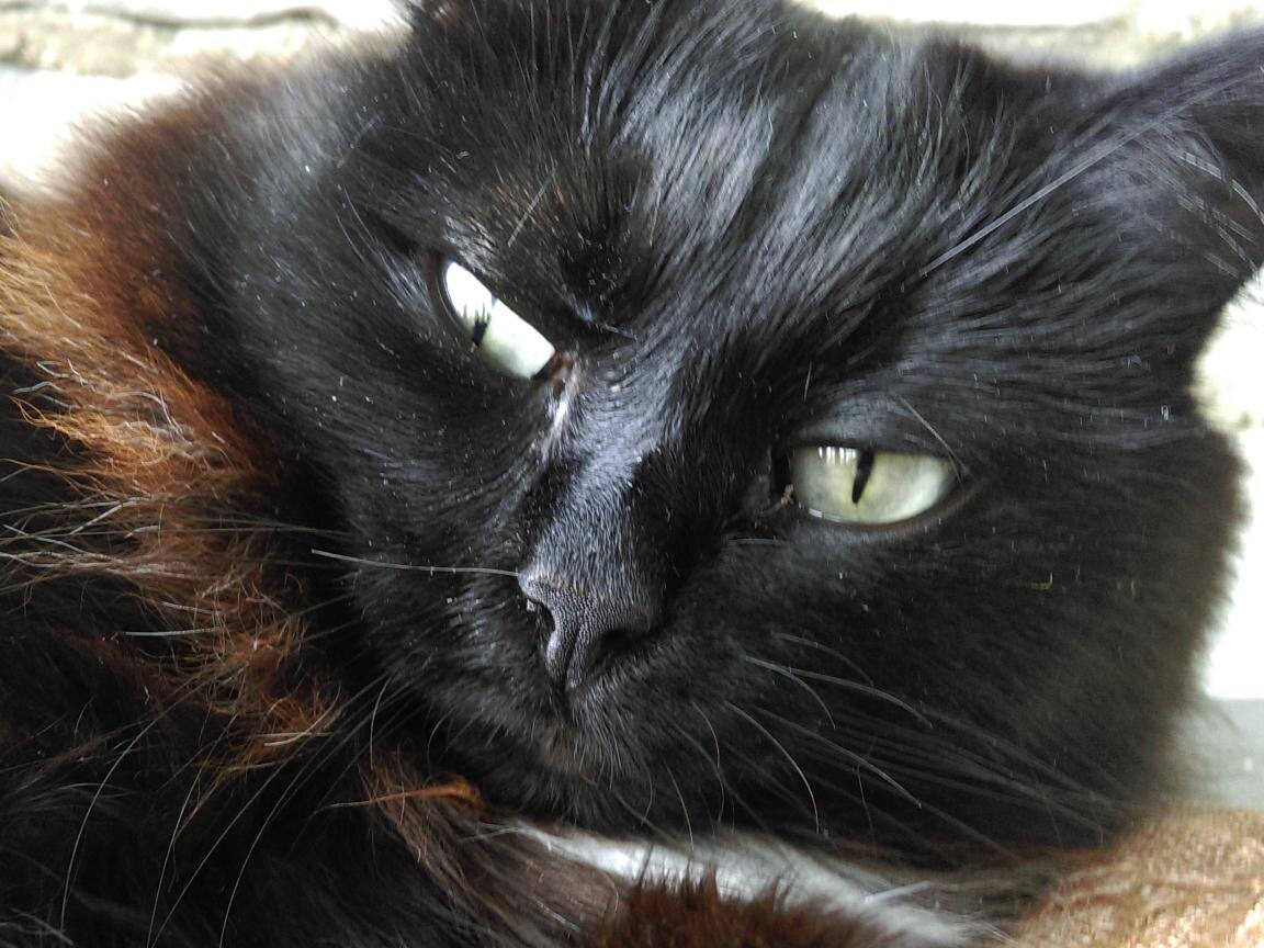 - Я имею задать вопрос!  Вы физику учили?