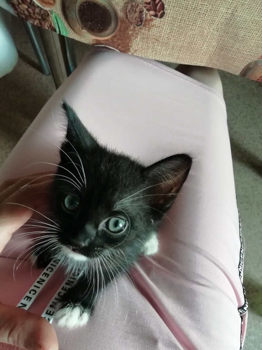 Тут за одни усы и бровки полюбить можно)))