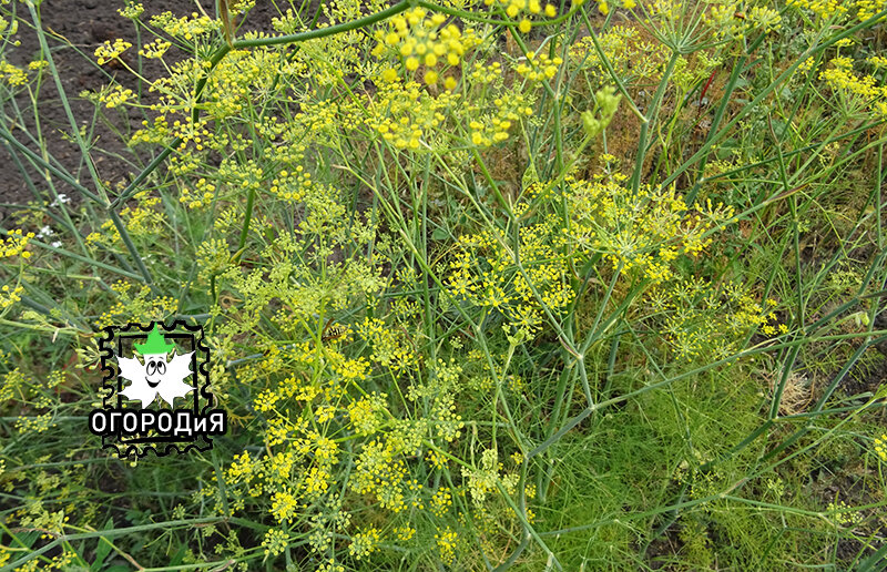 4 августа, фенхель цветет, обычный укроп уже с семенами сухой стоит