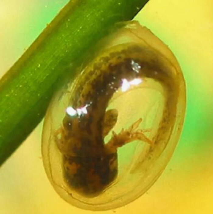 Личинка саламандры