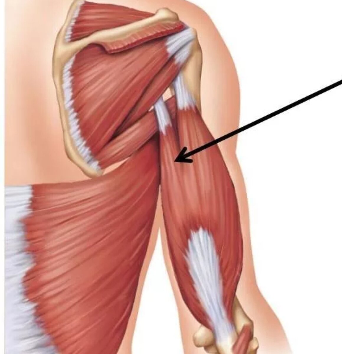 Сухожилие бицепса плеча анатомия