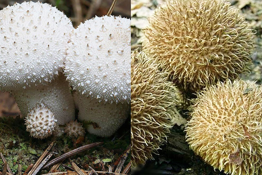 Дождевик шиповатый (съедобный) и дождевик ежовый - не очень съедобный