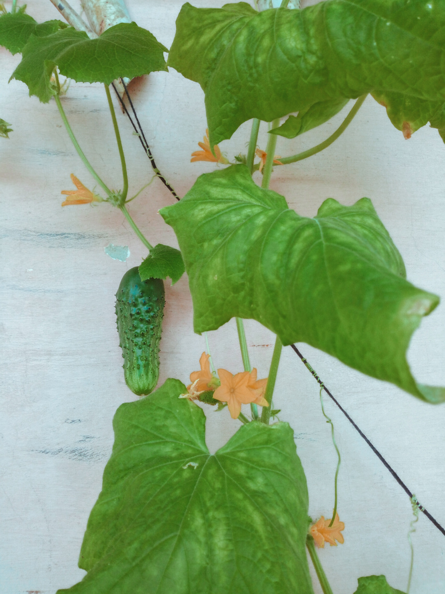 Вот такой красавец 