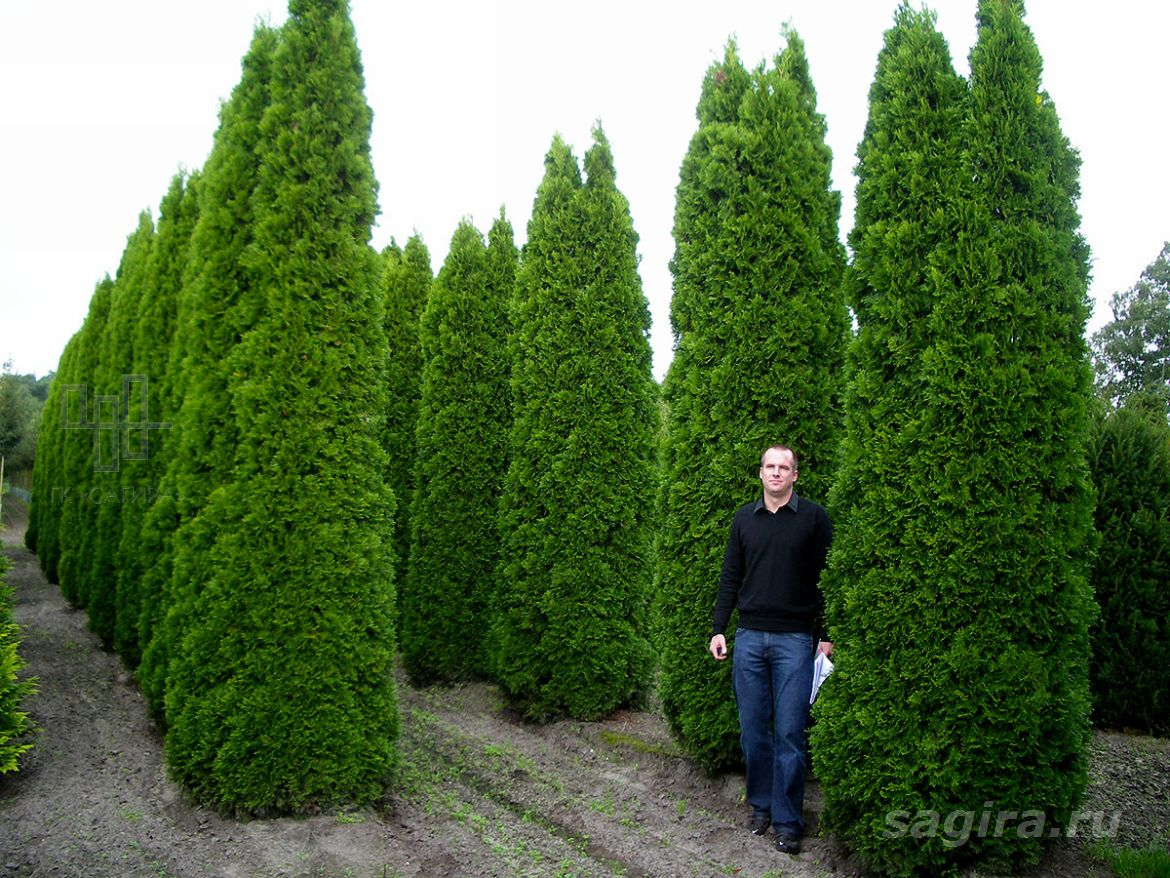 Туя смарагд р9. Смарагд высота. Смарагд высота. Туя колоновидная "smaragd". Туя западная смарагд.