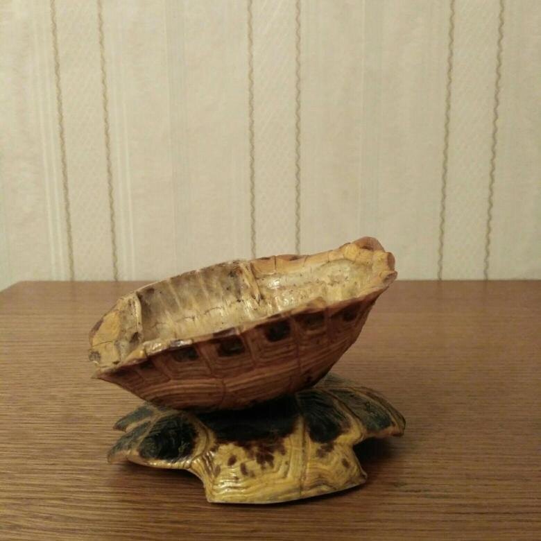 Панцирь черепахи снизу. Что можно сделать из черепахи. Что можно сделать из черепахи. Изделия из панцирей черепах. Черепаха фигурка для сада.