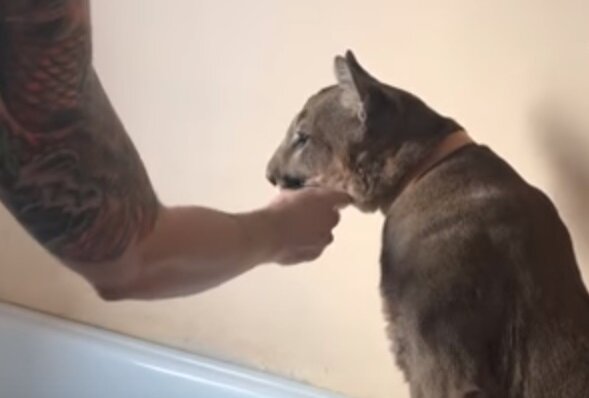 скрин видео канала "I am puma"