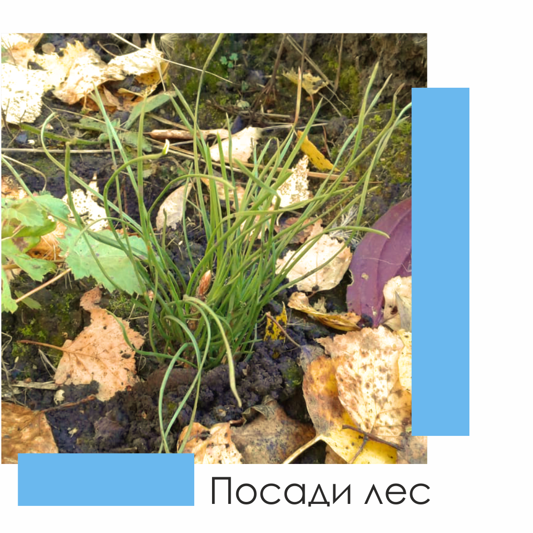 саженец сосны