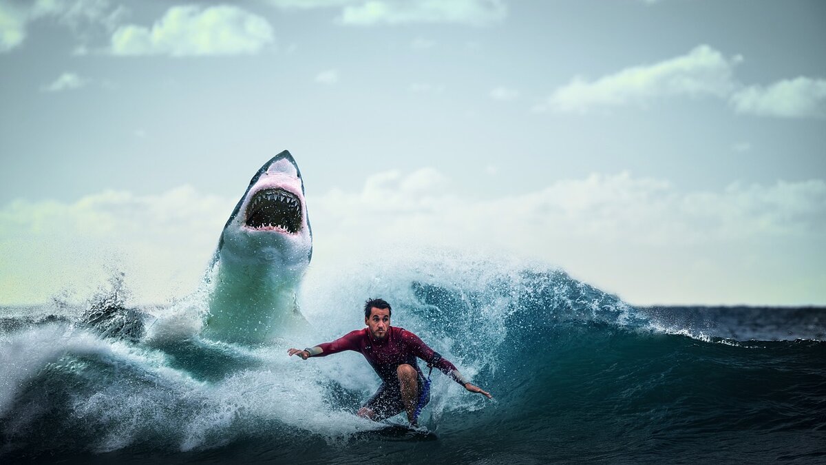 https://cdn.pixabay.com/photo/2018/10/11/17/04/shark-3740292_1280.jpg