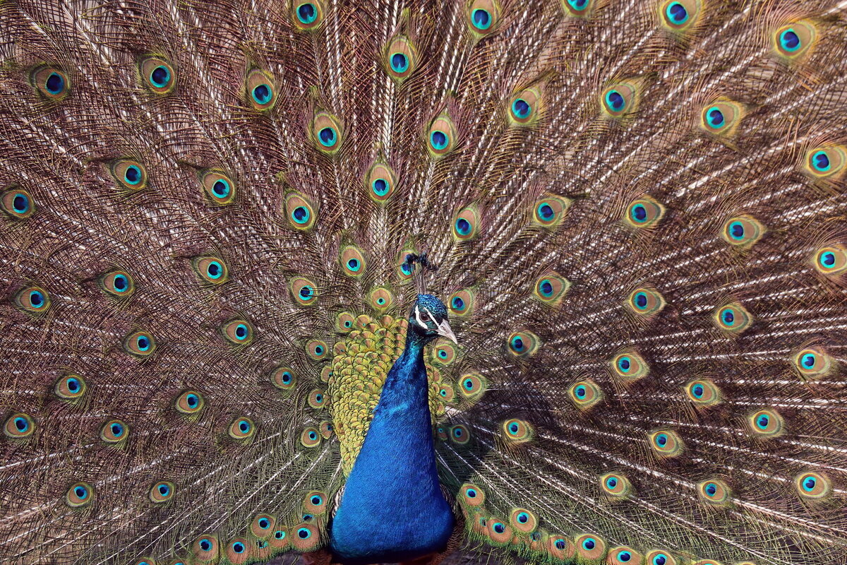 Распространение