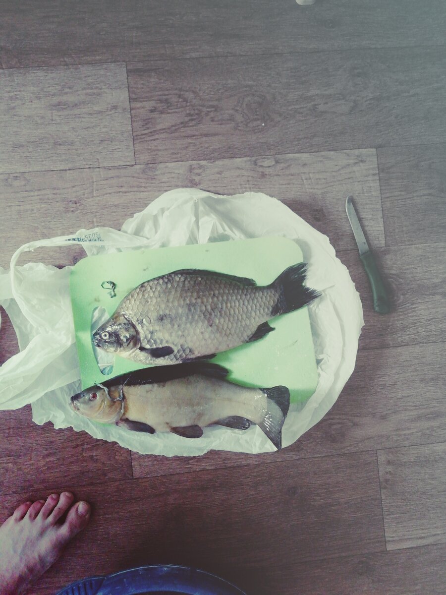 Карась 1570гр и линь 1300 гр