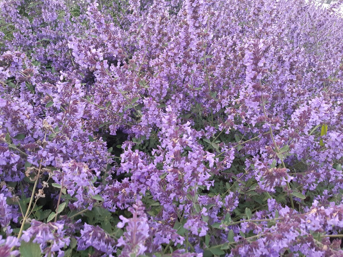 Цветущий Белград в мае 2019 г.