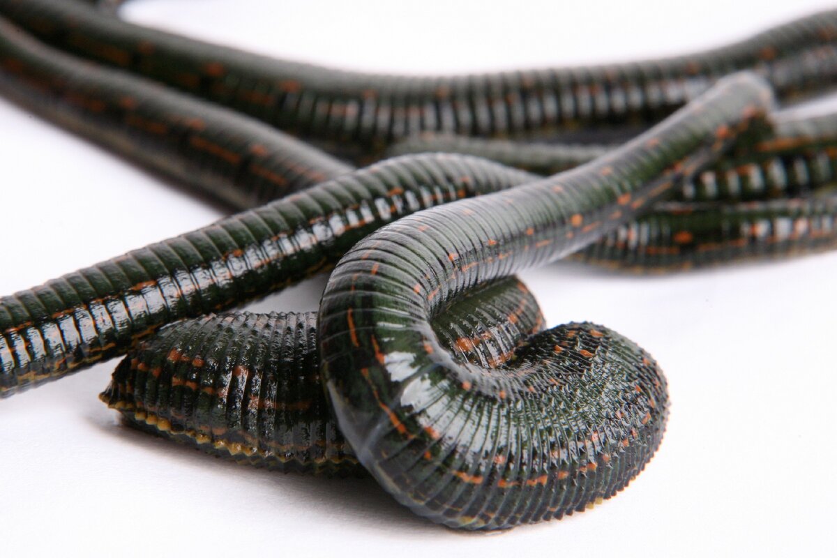 Пиявки могут жить даже в холодильнике