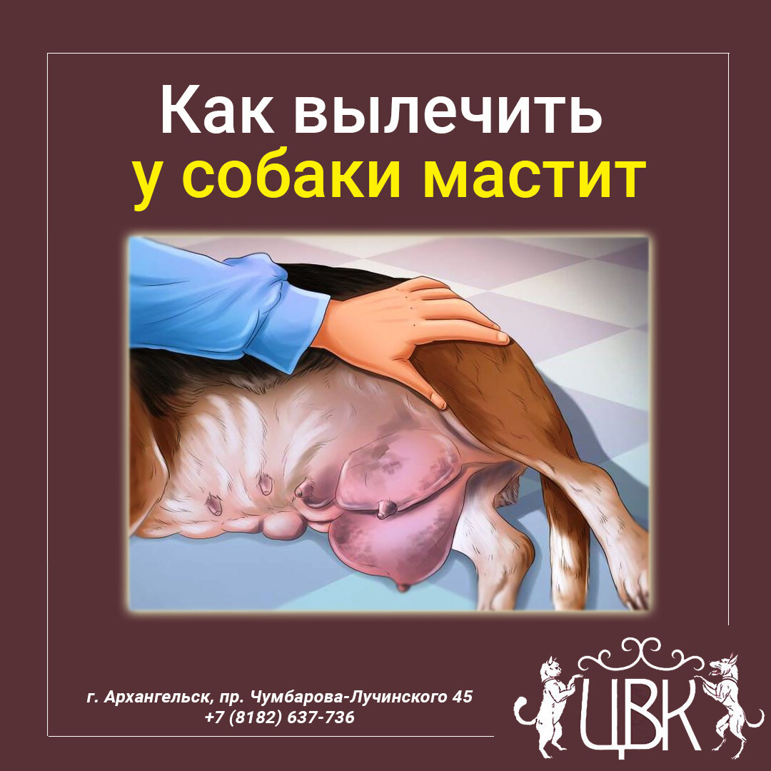 Как вылечить у собаки мастит
