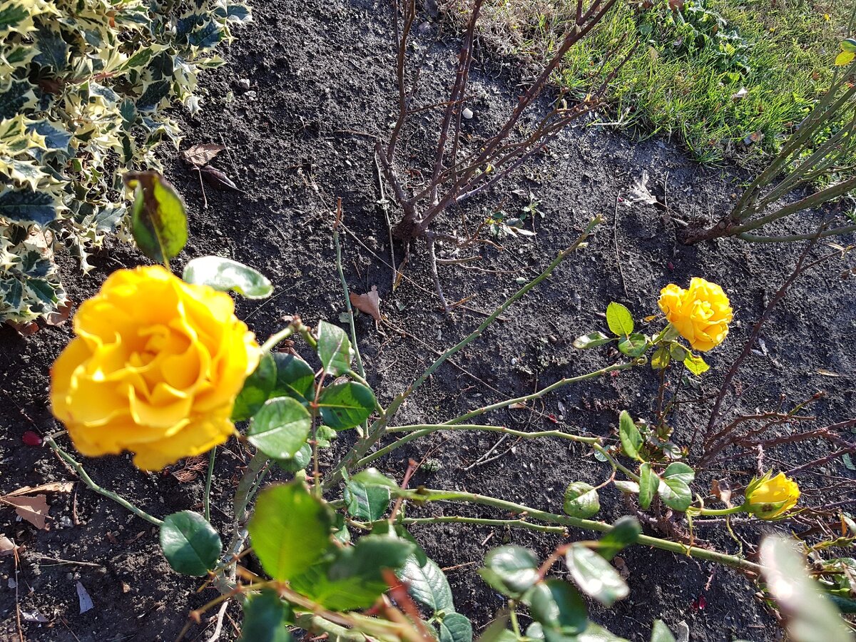 Розы в декабре