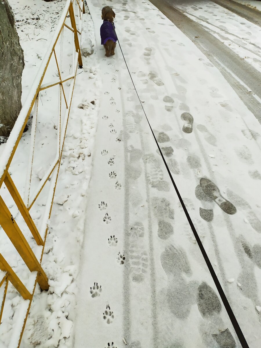 Фото моё, такса моя)