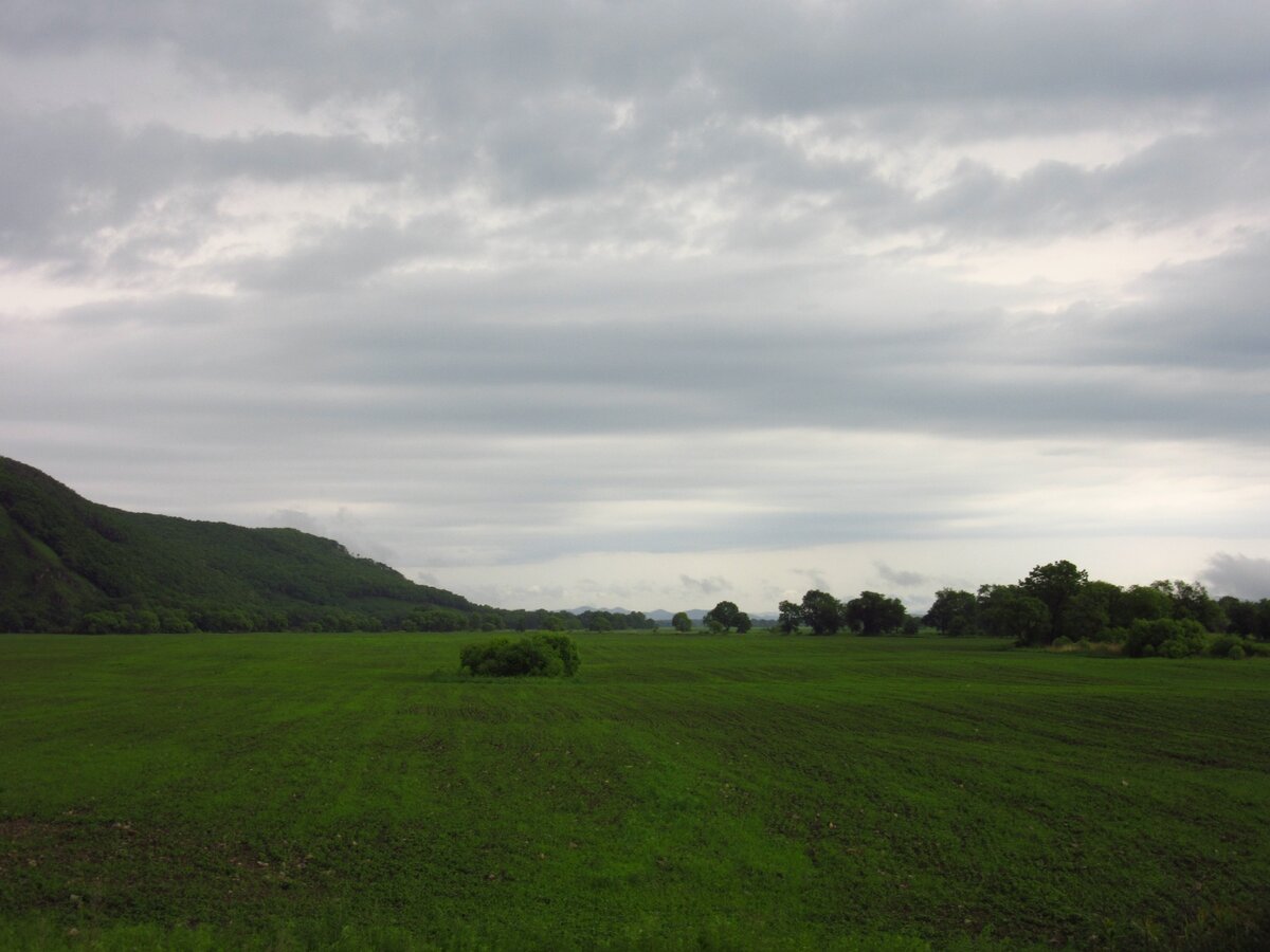 Вспаханное поле с всходами. Чугуевский район. Приморский край.