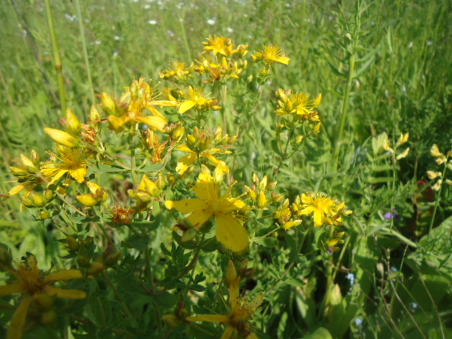 Зверобой незаменим.