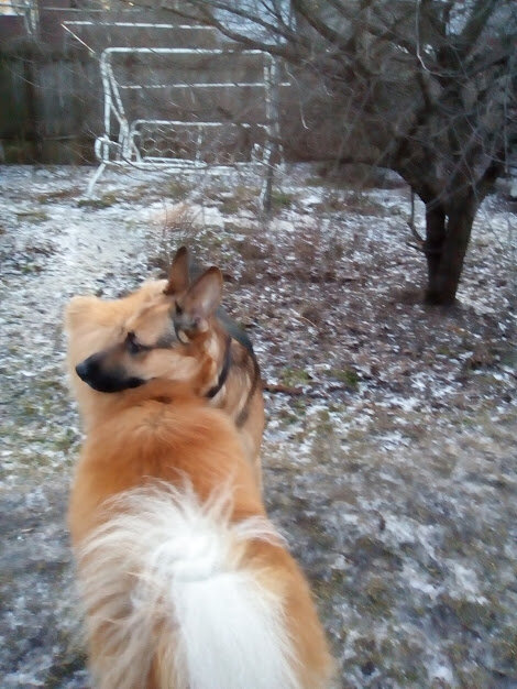 Есть и другие причины, почему собаки начинают делать садки