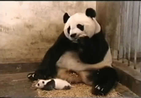 https://i.gifer.com/2ILa.gif