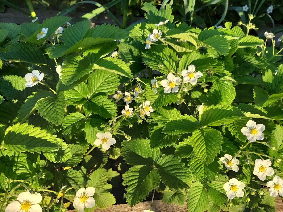 Фото автора. Клубника на даче