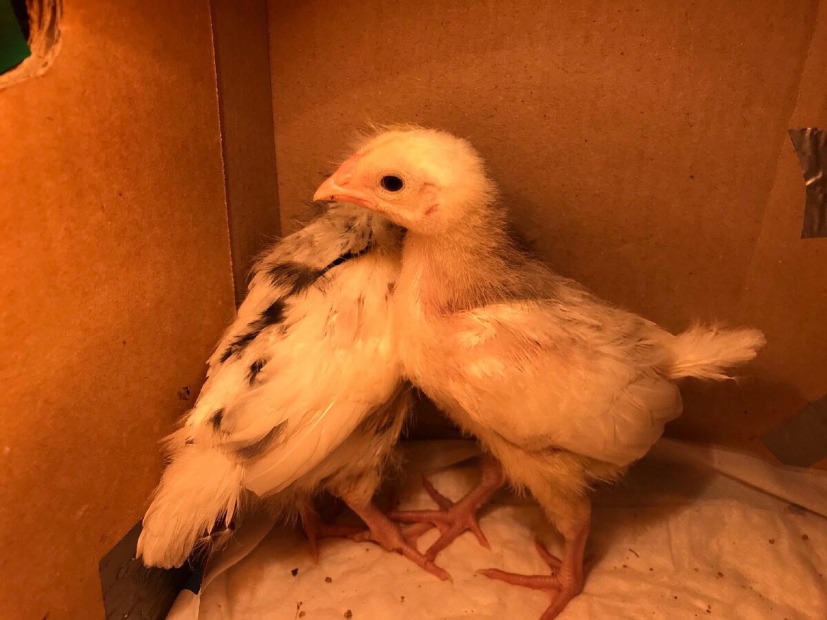 Вторая неделя жизни цыплят 