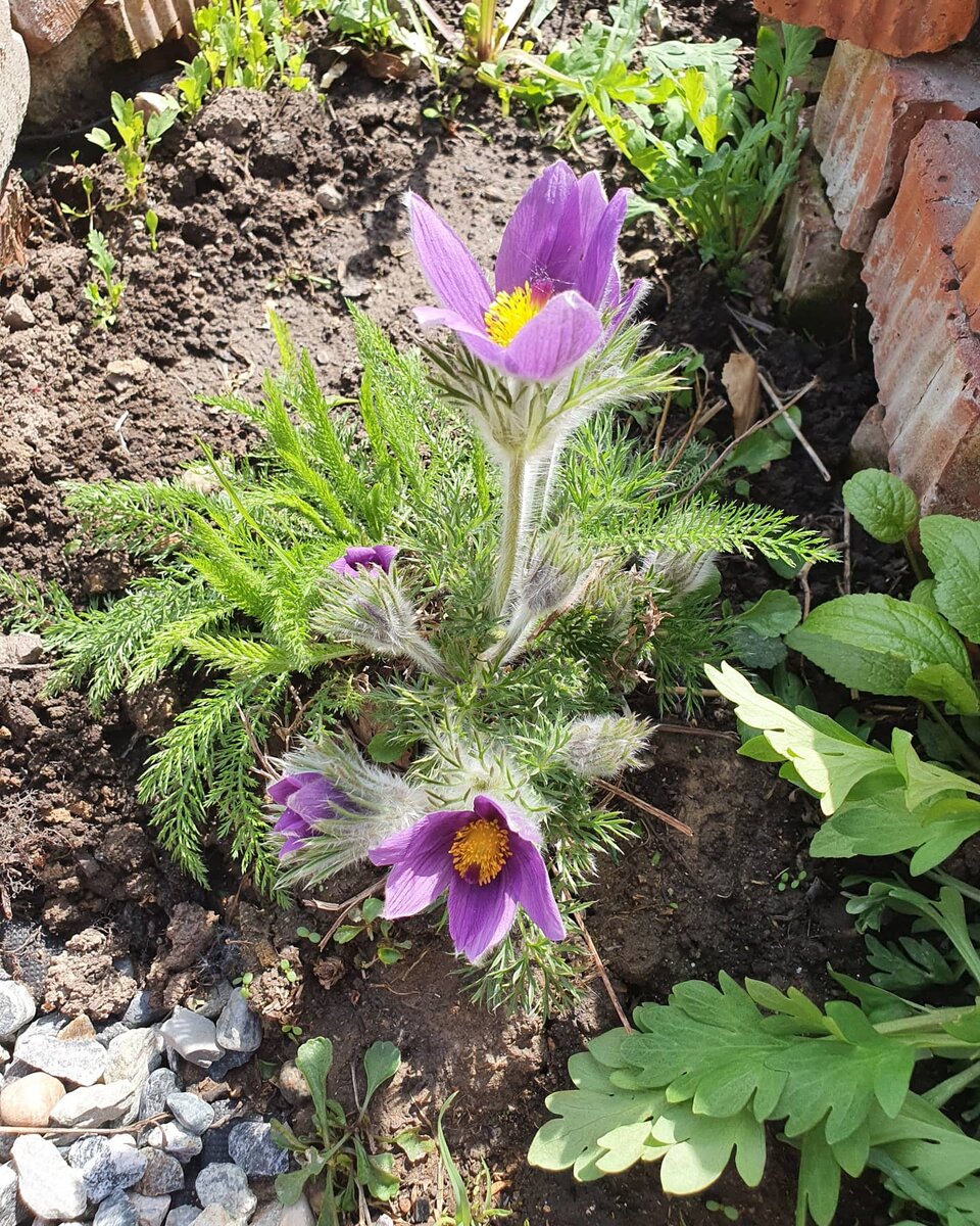 Посмотрите, какие прекрасные первоцветы! 