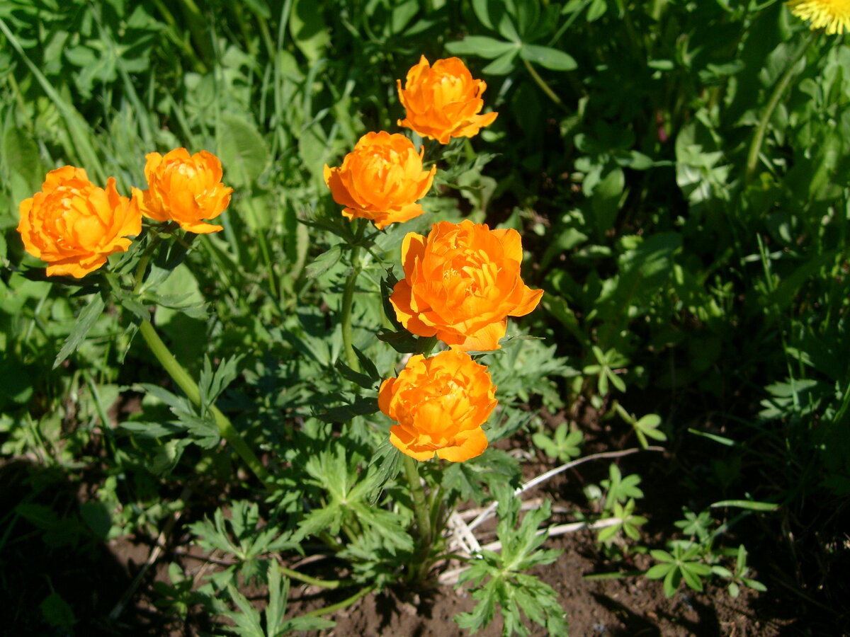 Купальница 20 мая картинки. Купальница Orange Triumph. Купальница Golden Queen. Купальница китайская Голден куин. Купальница китайская поздняя, оранжевая.